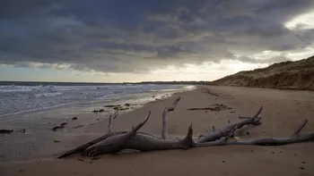 Petrified beach tree.jpg